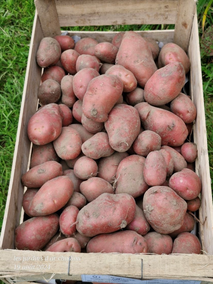 On rentre les pommes de terre