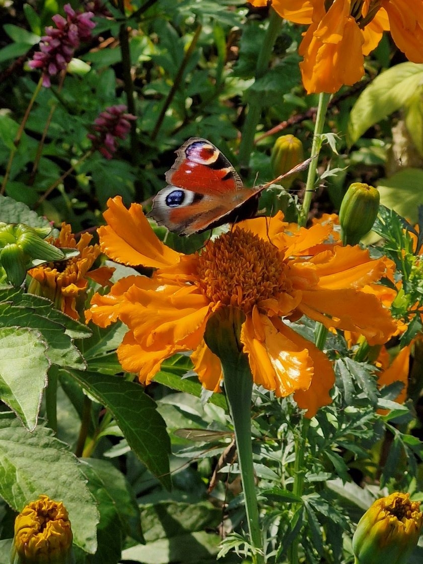 Papillon sur tagetes