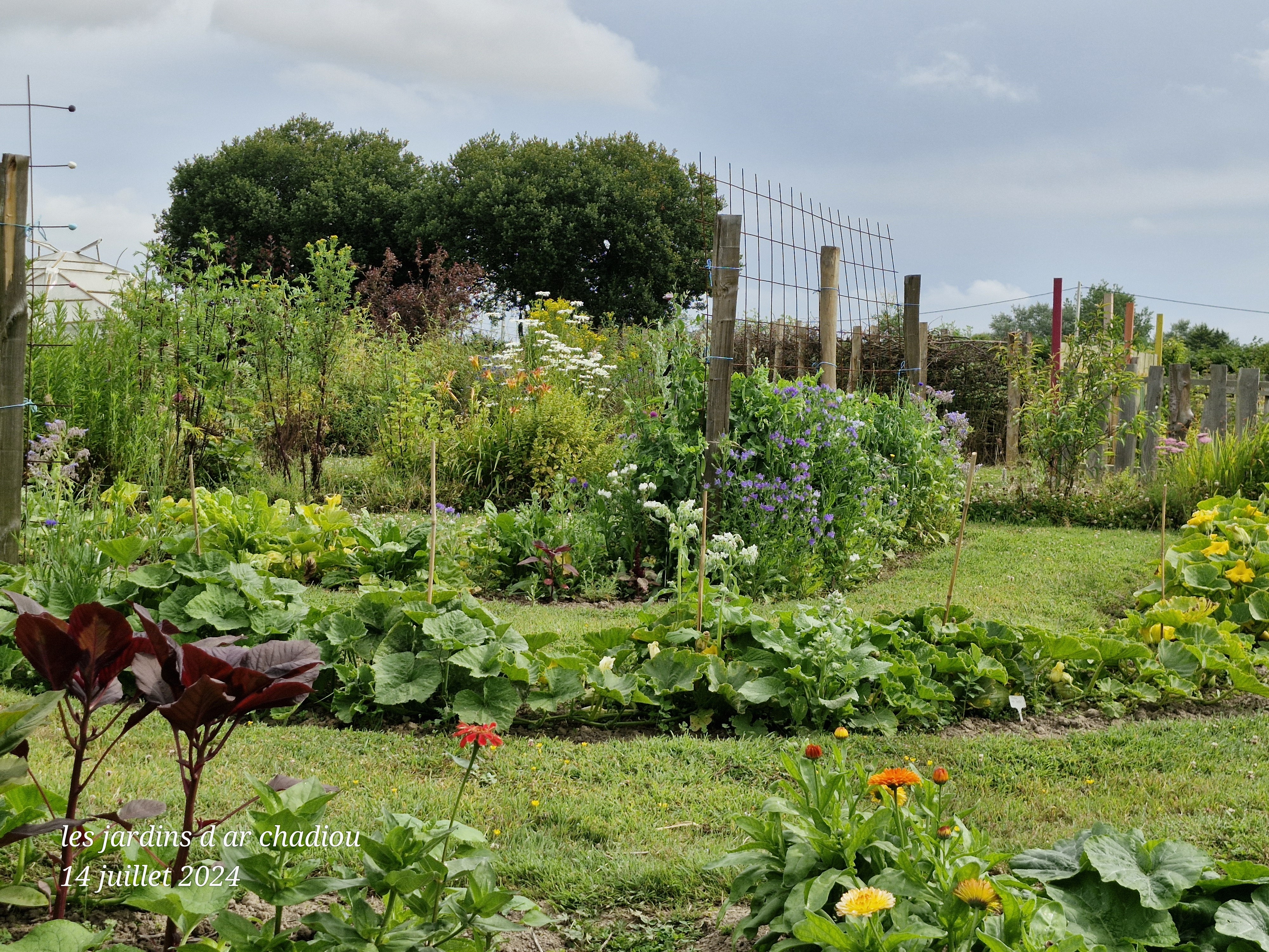 les courges
