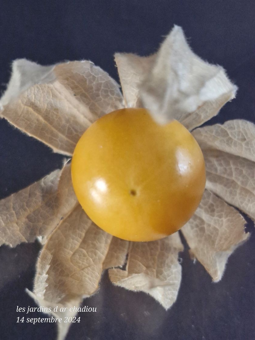 Physalis Péruviana 