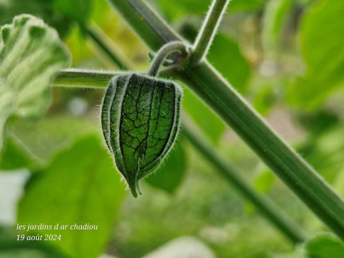 Physalis peruviana 