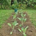 Plantation de choux