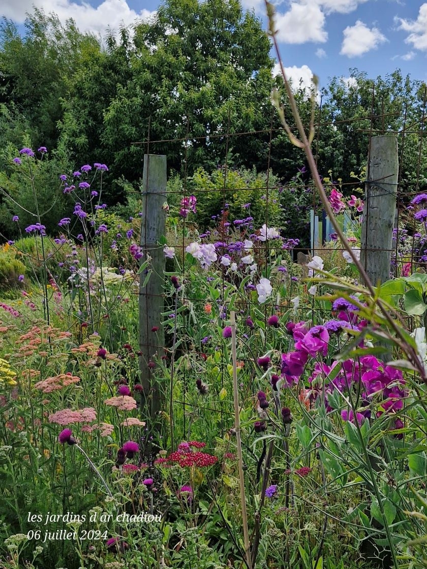lathyrus odorata