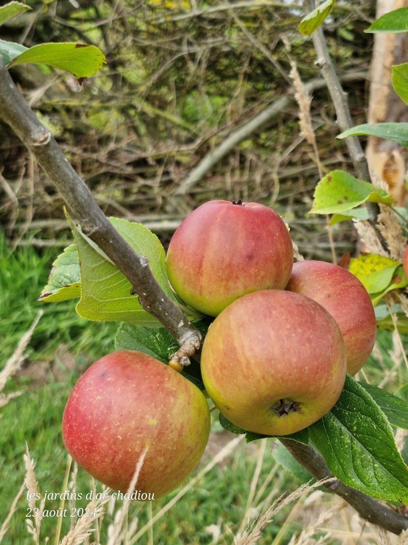 Premières pommes 