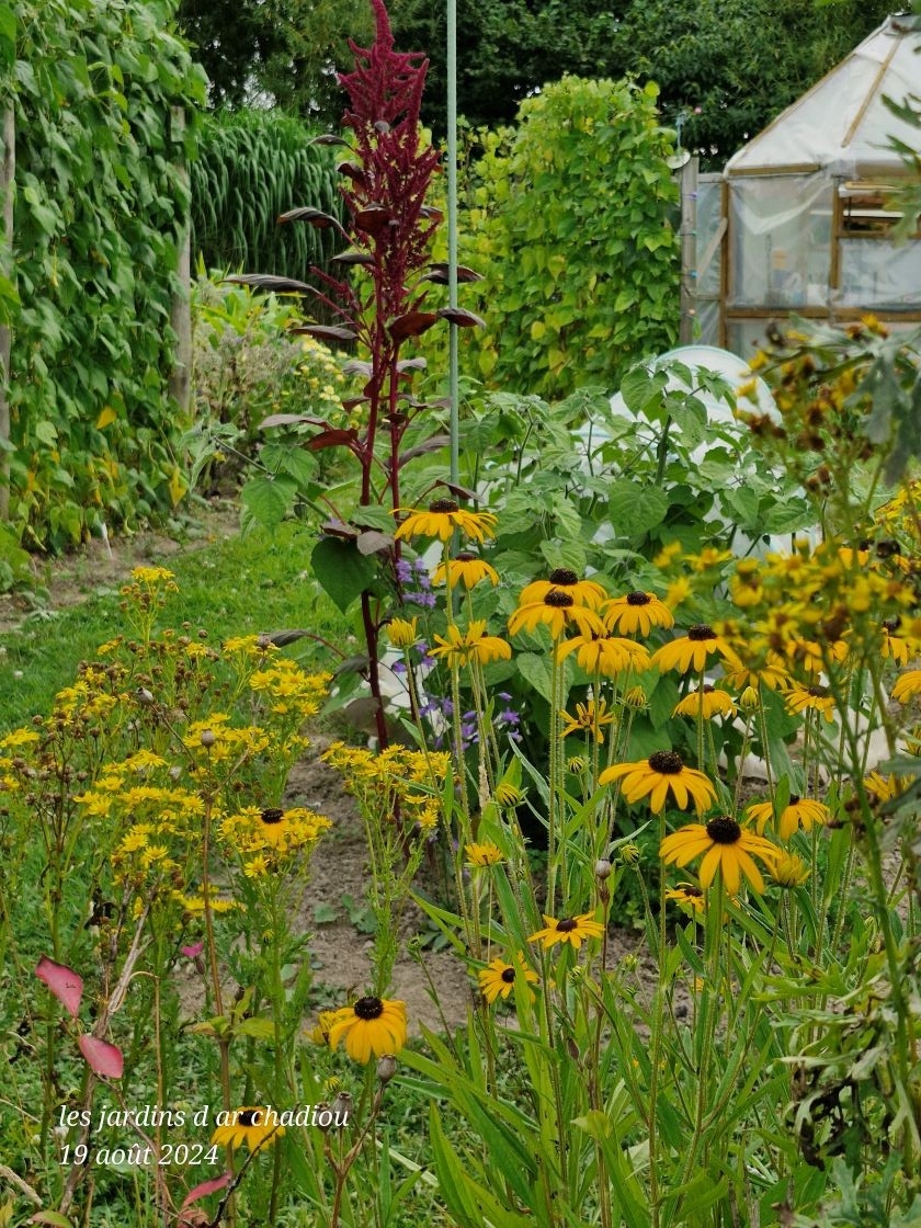Potager fleuri 