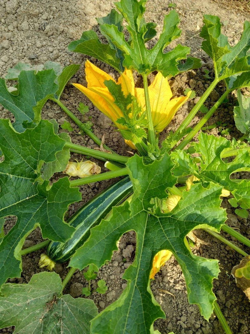 Premiere courgette 2023 16 juin