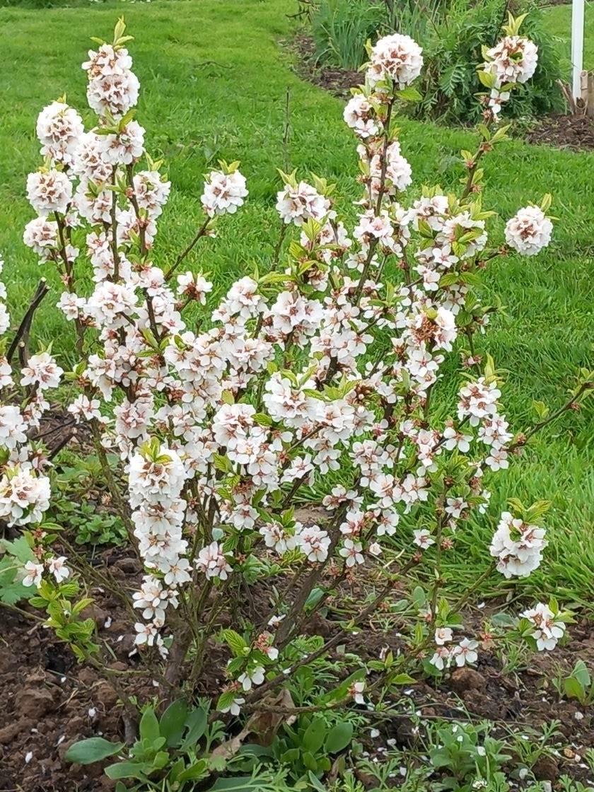 Prunus tomentosa 23 mars 2023