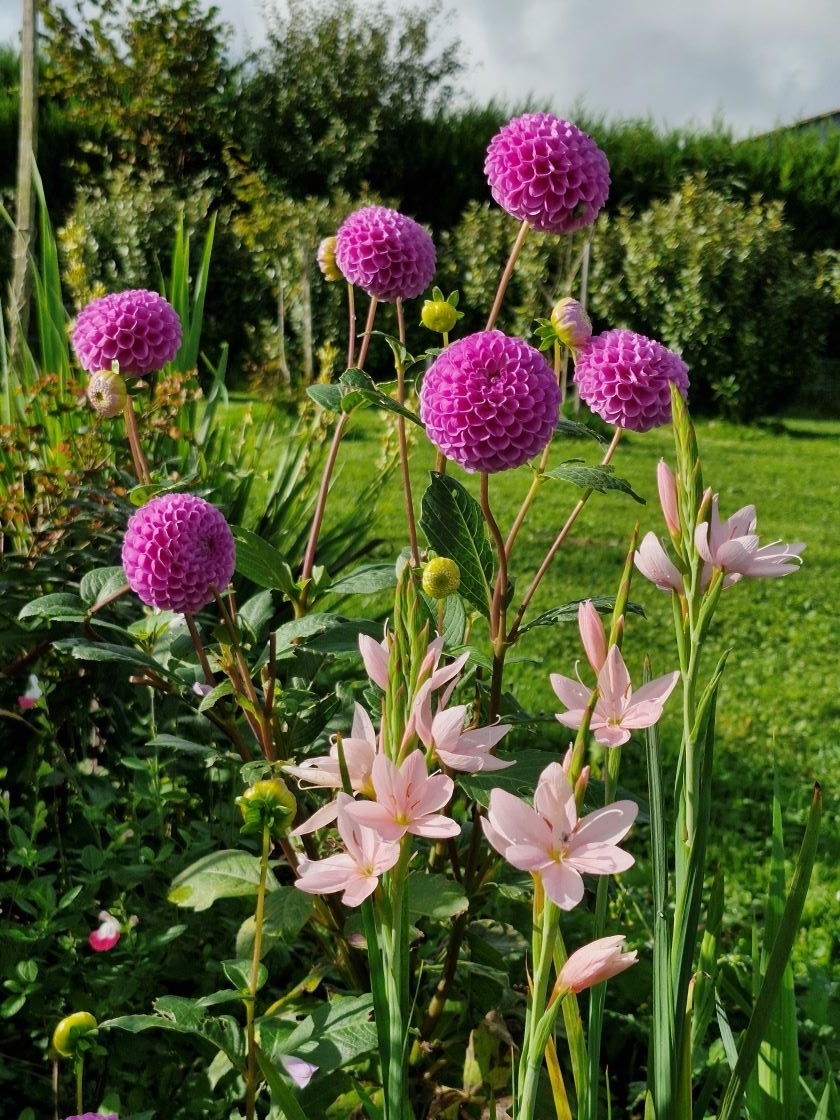dahlias ball rose