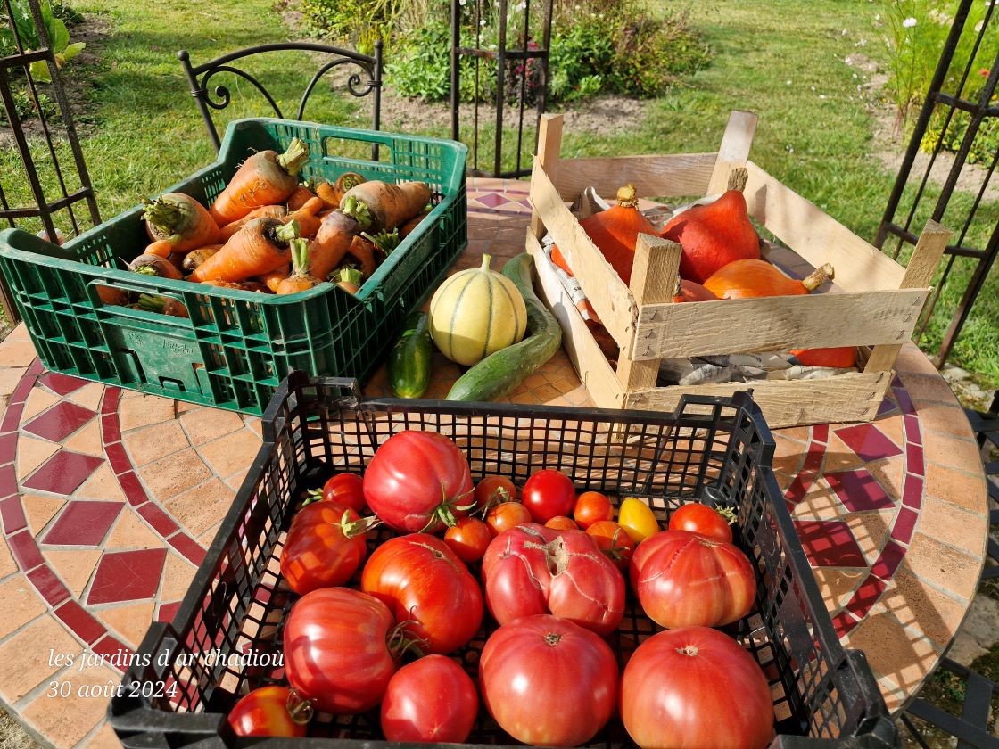 Récolte de légumes 