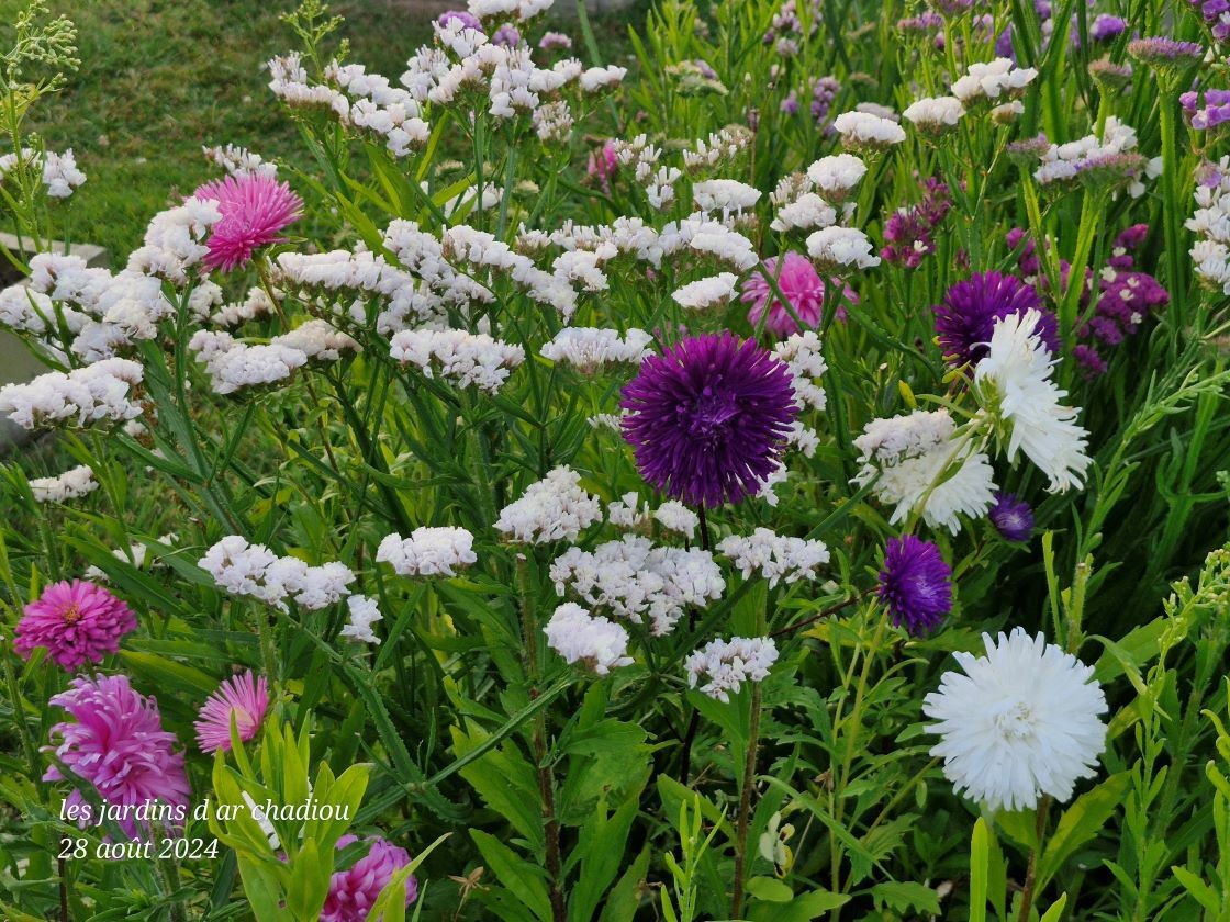 Reine marguerite et statices