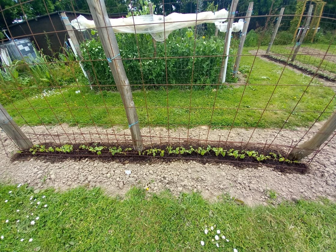 Haricots grimpants 29 mai