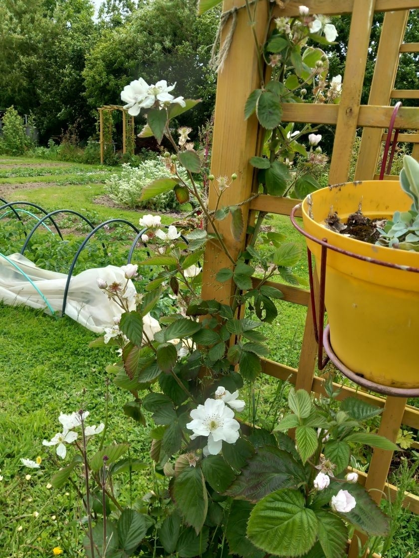 Mûres 29 mai 23