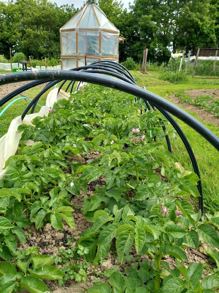 Pommes de terre chassis 29 mai 23