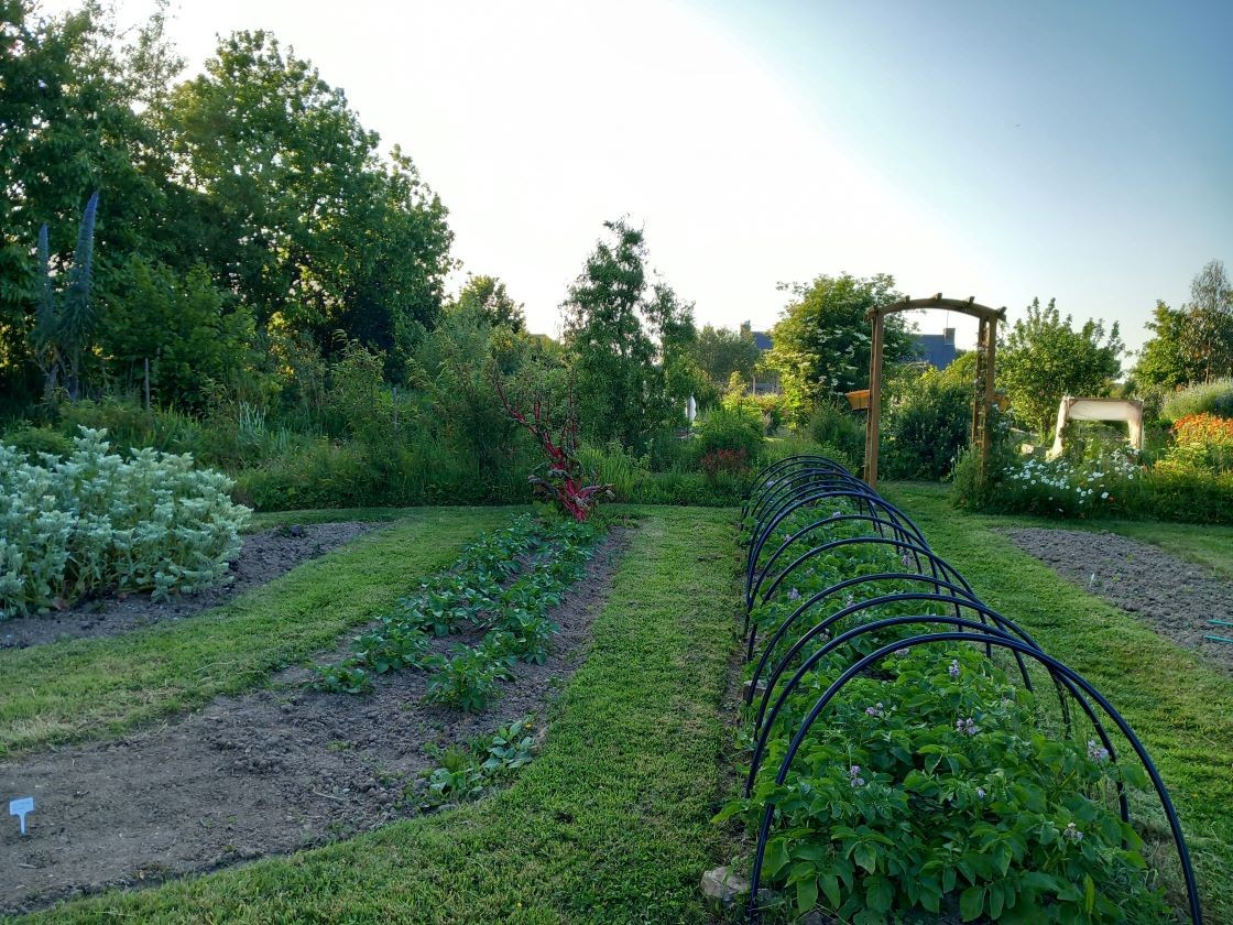 Pommes de terre 02 juin 23