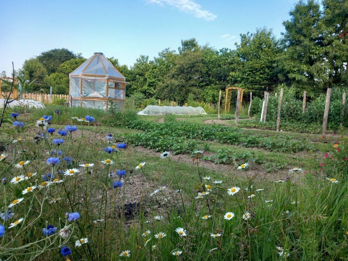 Pommes de terre de conservation 15 juin 23