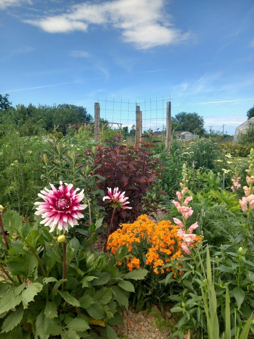 Dahlias et giroflées 10 juin 23