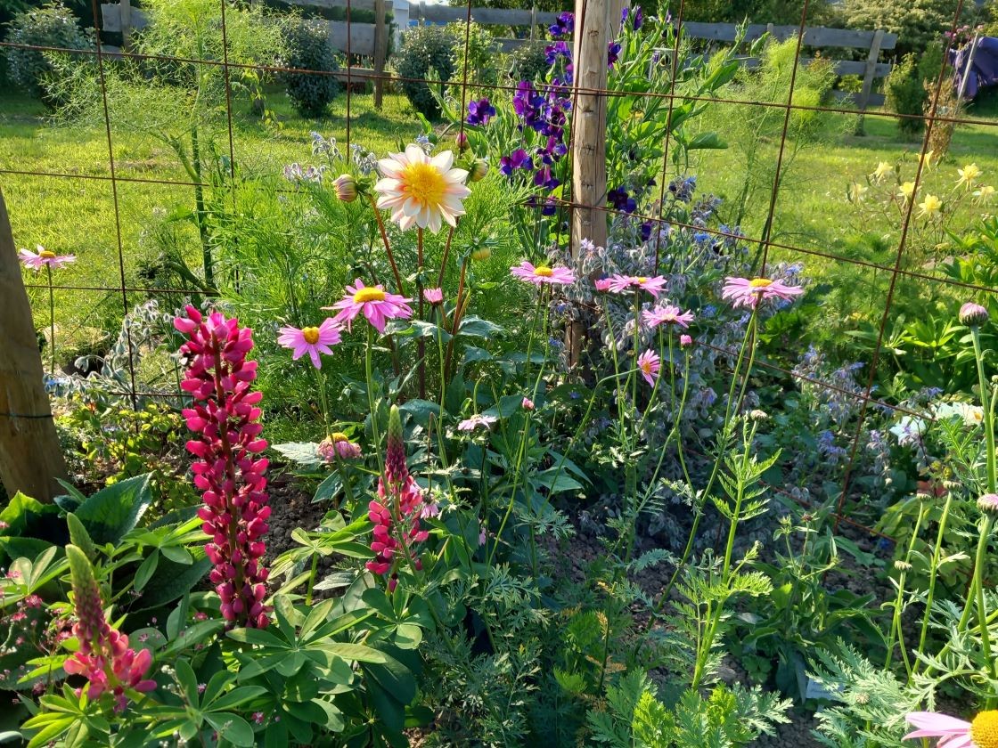dahlia, lupin, etc...13 juin 23
