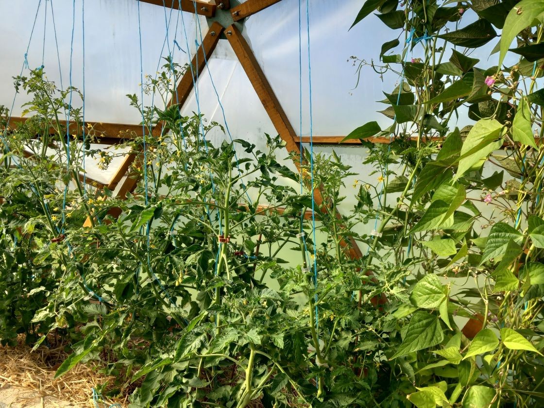 tomates et haricots 11 juin 23