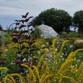 Solidago et verveine 