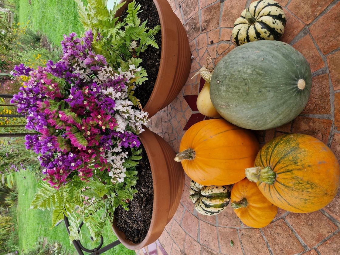 Statices et petites courges 