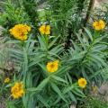 Tagetes mexicaines 