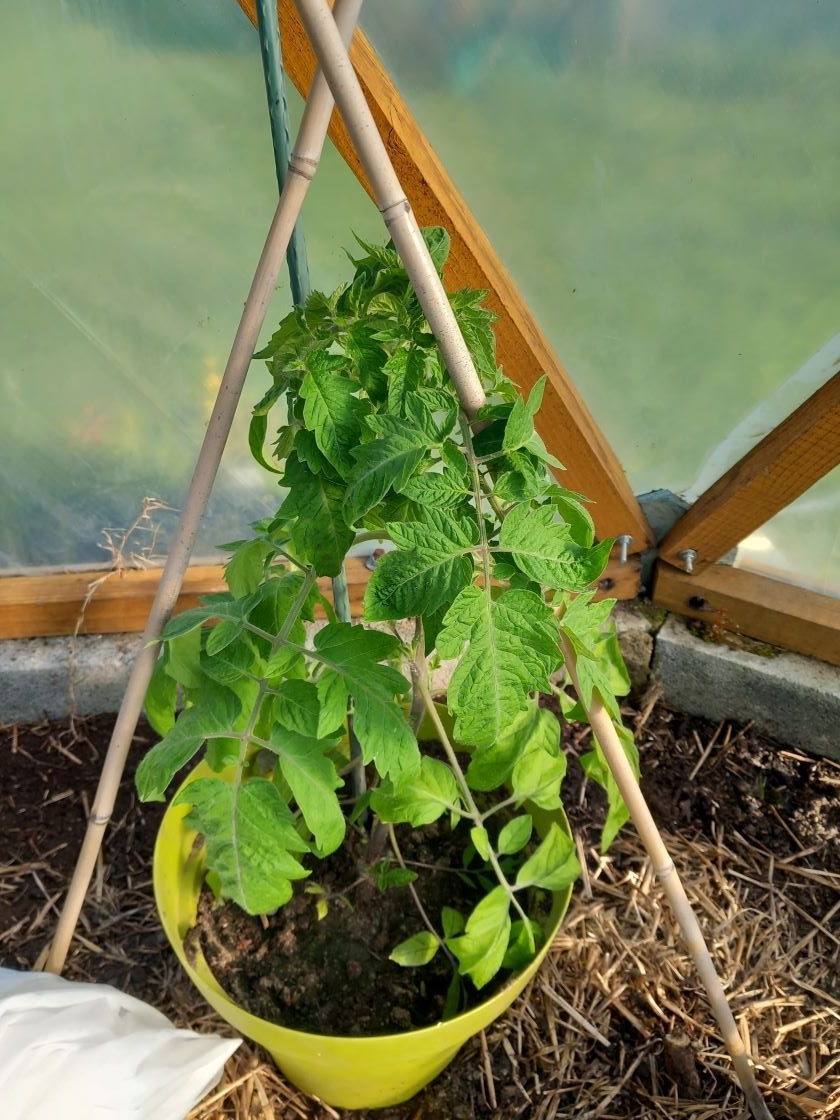 Tomate serre 1 15 avril 23