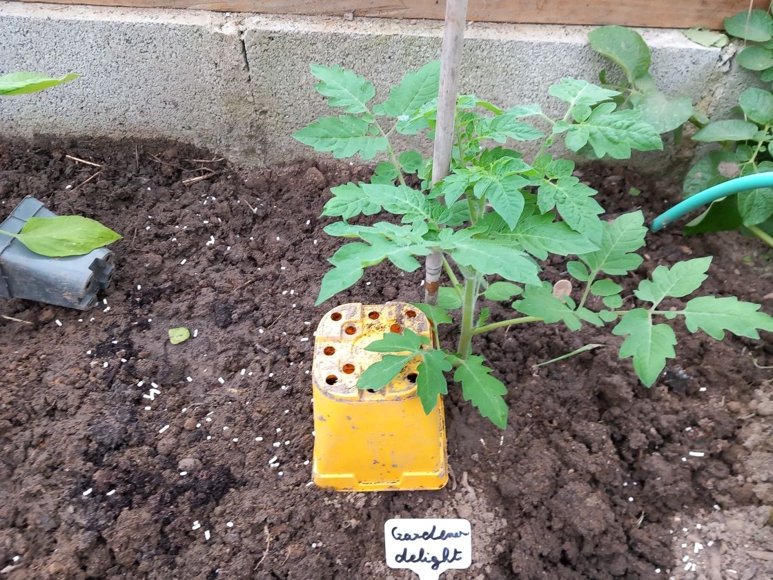 Tomate serre 1 28 avril 23