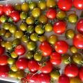 Tomates 03 aout 23