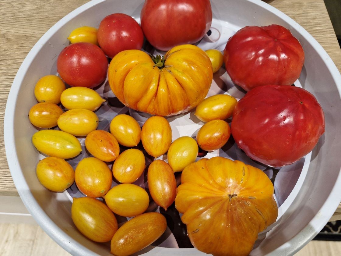 dernières tomates de l'année
