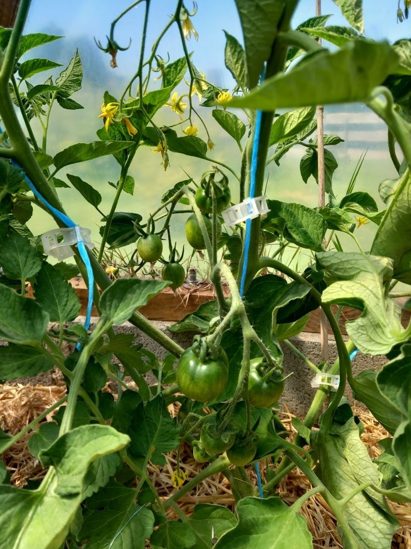 Tomates precoces de quimper serre 1 30 mai 23