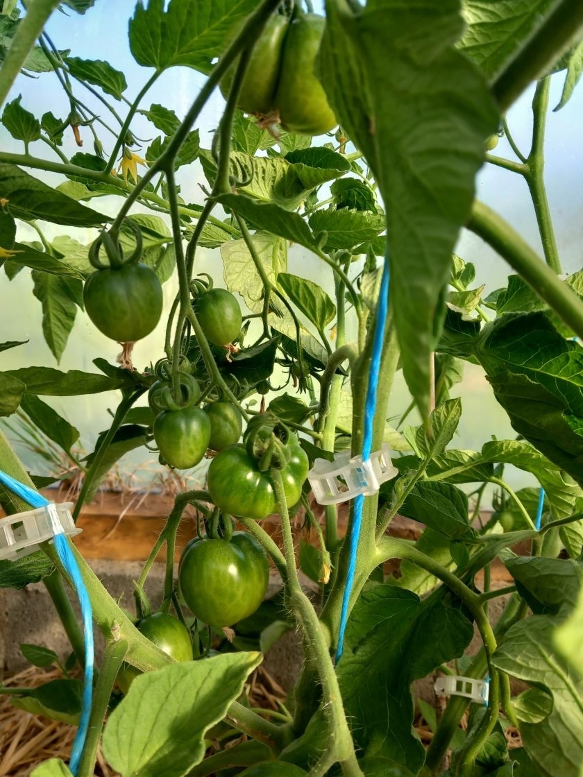 Tomates précoces quimper  11 juin 