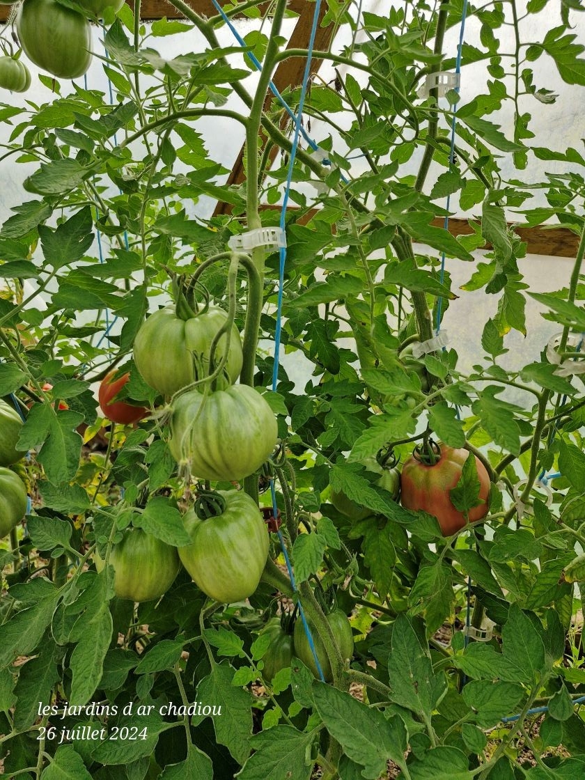 Tomates en serre froide