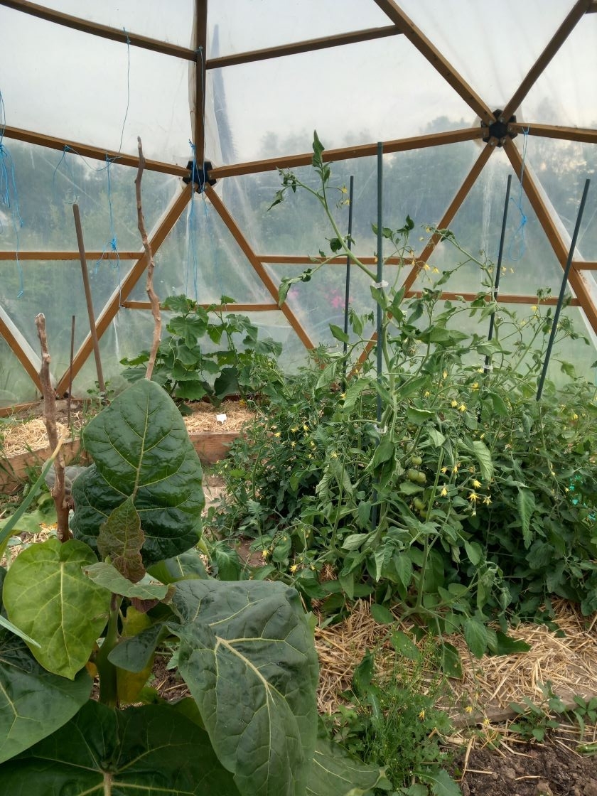 Tomates serre 10 juin 23
