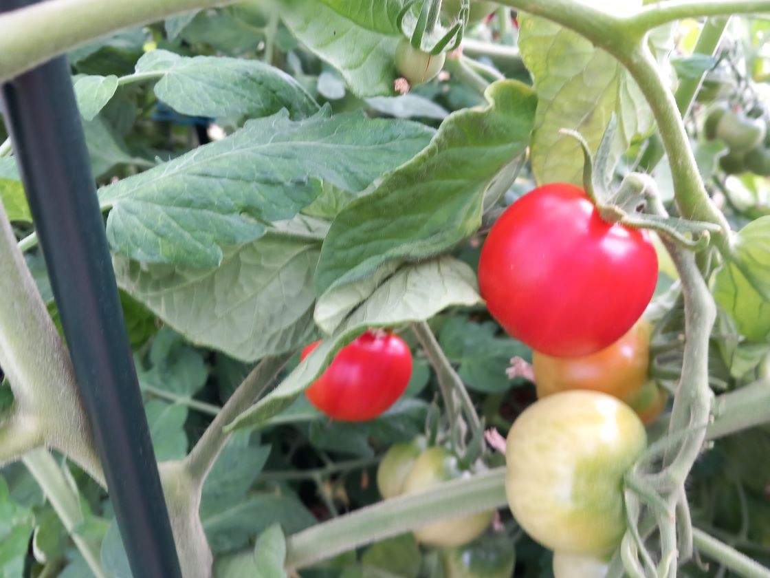 Tomates serre 2 20 juin 23