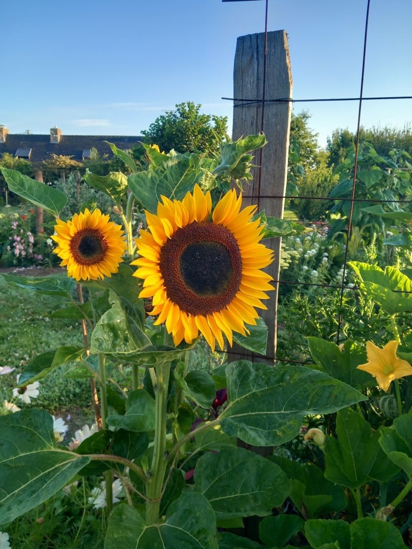 Tournesols jaunes  10 juillet 23