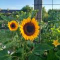 Tournesols jaunes  10 juillet 23