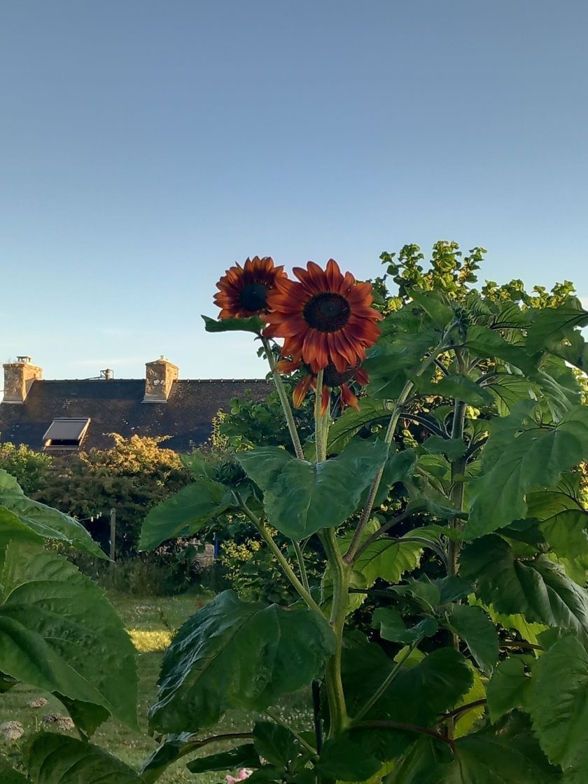 Tournesols rouges 10 juillet 23