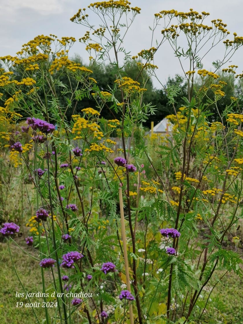 Verveine et tanaisie 