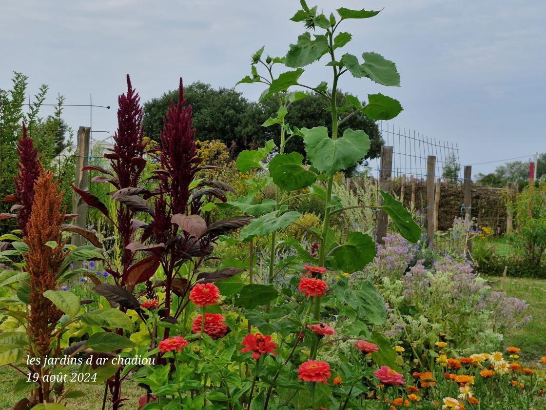 Amarantes et zinnia 19 aout 24