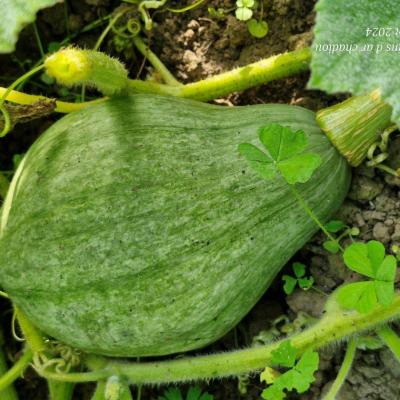 Courge blue ballet 30 juillet 24