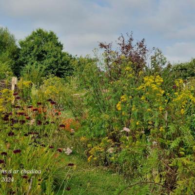 Jardin naturel 2 01 aout 24