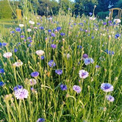 Le jardin des fleurs diapo 22