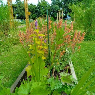 Le jardin des fleurs diapo 29