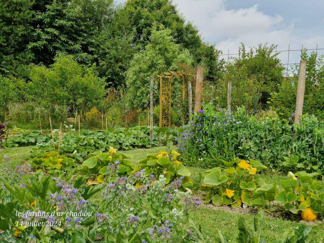 Le potager 1 14 juillet 24