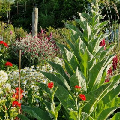 Lychnis rouge 11 juin 24