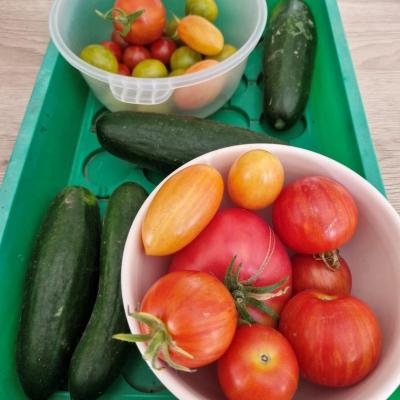 Tomates et concombres 26 juillet 24