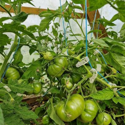 Tomates serre 2 5 26 juillet 24